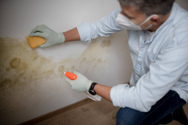 Best Commercial Mold Remediation in Forest, OH