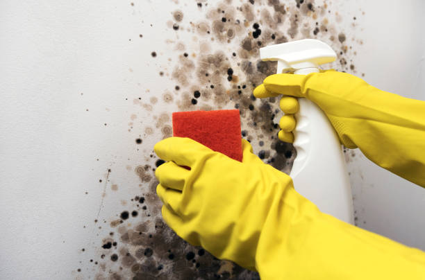 Best Residential Mold Remediation in Forest, OH