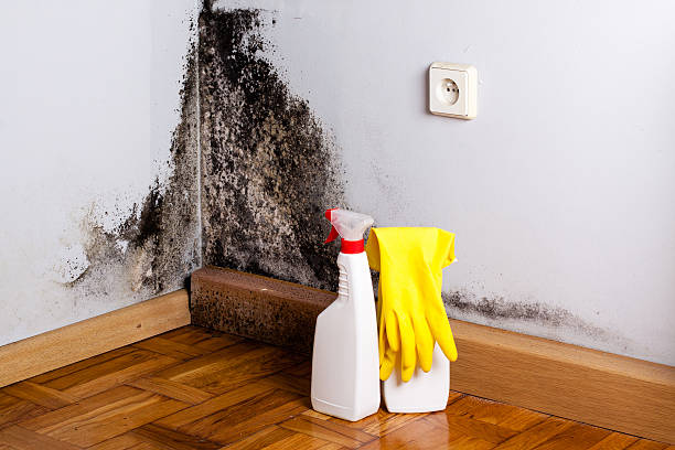 Best Commercial Mold Remediation in Forest, OH