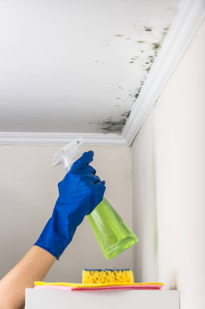 Best Basement Mold Remediation in Forest, OH